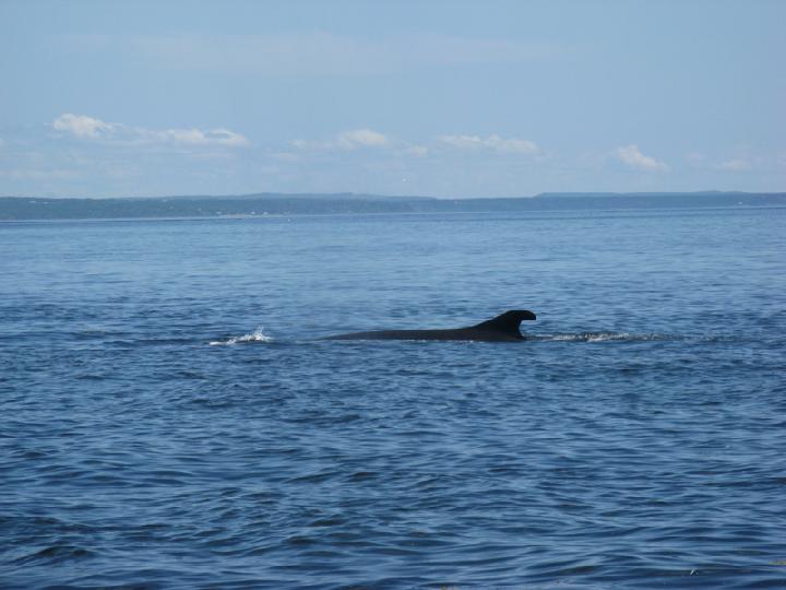 Baleines 049.JPG